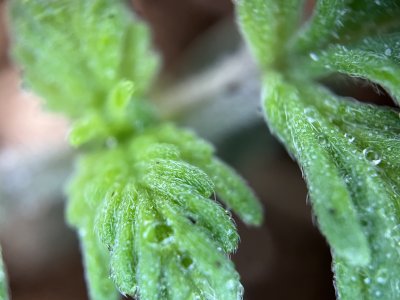 E5B22F1D-1182-4C85-95FE-52B4D3C75277.jpeg E5B22F1D-1182-4C85-95FE-52B4D3C75277.jpeg