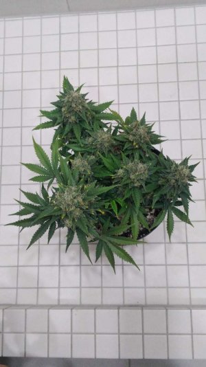 Compress_20230428_210212_2286.jpg Compress_20230428_210212_2286.jpg