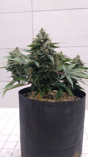 Compress_20230428_210211_1559.jpg Compress_20230428_210211_1559.jpg