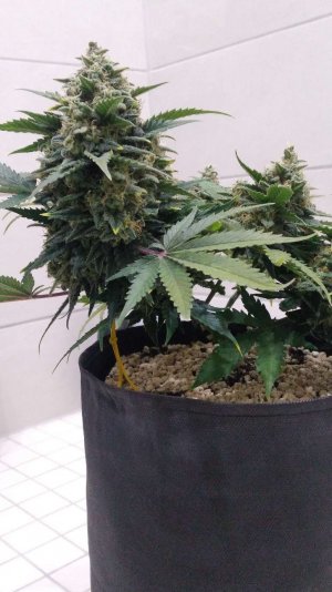 Compress_20230428_210210_0880.jpg Compress_20230428_210210_0880.jpg