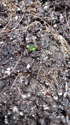 IMG_20230429_200942.jpg IMG_20230429_200942.jpg