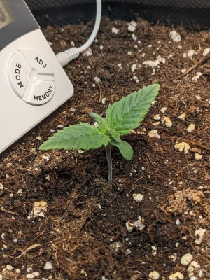 PXL_20230502_003603687.jpg PXL_20230502_003603687.jpg