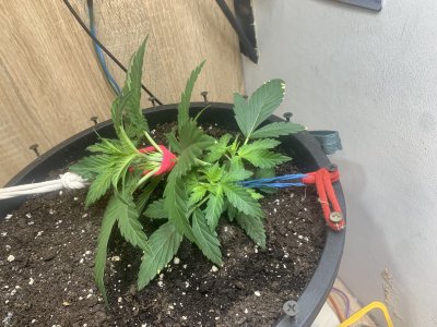 IMG_0921.jpeg IMG_0921.jpeg