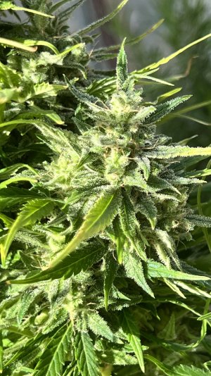 IMG_8293.jpeg IMG_8293.jpeg