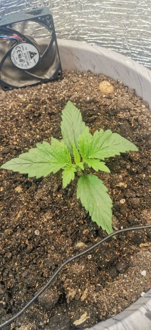 IMG_20230504_204536.jpg IMG_20230504_204536.jpg