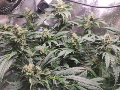 IMG_20230505_122217_850.jpg IMG_20230505_122217_850.jpg