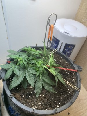 IMG_0927.jpeg IMG_0927.jpeg