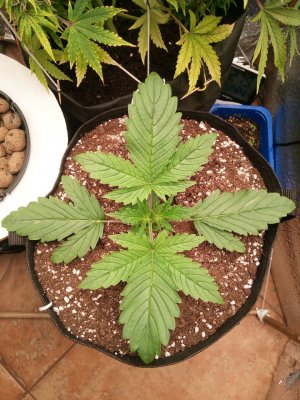 IMG_20230507_031728_084.jpg IMG_20230507_031728_084.jpg