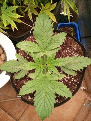 IMG_20230507_033620_488.jpg IMG_20230507_033620_488.jpg