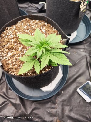 IMG_20230508_111755.jpg IMG_20230508_111755.jpg