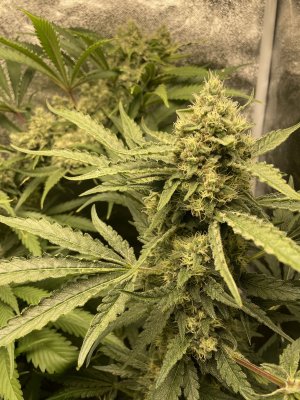 093A5CD4-20D1-43D7-98FF-68EE5C985FCC.jpeg 093A5CD4-20D1-43D7-98FF-68EE5C985FCC.jpeg