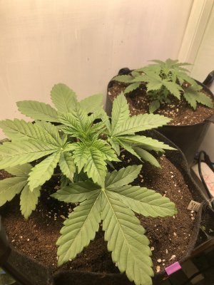 C3E36334-EC33-4C74-A43C-A1B38F3D8BE9.jpeg C3E36334-EC33-4C74-A43C-A1B38F3D8BE9.jpeg