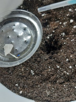 20230512_130230.jpg 20230512_130230.jpg