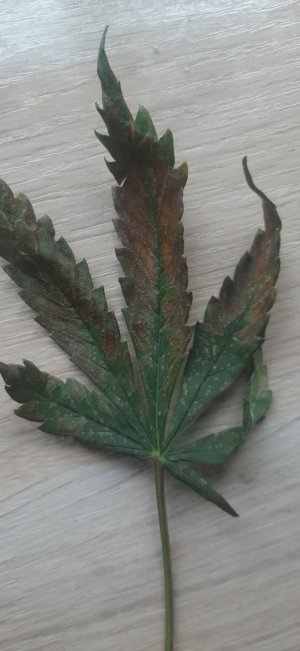 20230512_155145.jpg 20230512_155145.jpg