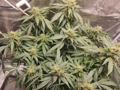 2023-05-12-19-45-49-762.jpg 2023-05-12-19-45-49-762.jpg