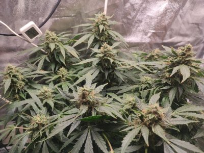 2023-05-12-19-45-45-535.jpg 2023-05-12-19-45-45-535.jpg