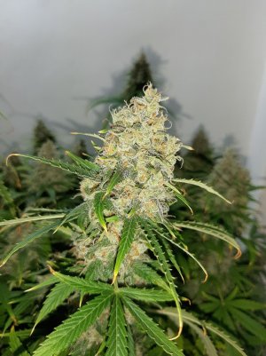 20230513_101755.jpg 20230513_101755.jpg