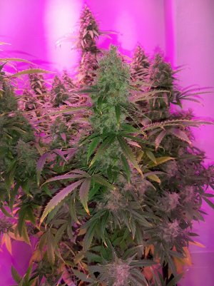 20230513_104207.jpg 20230513_104207.jpg