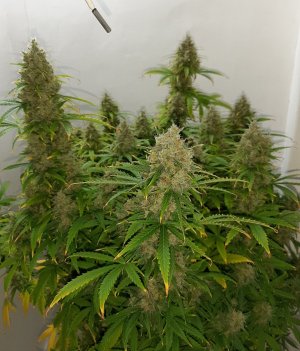 20230513_110314.jpg 20230513_110314.jpg