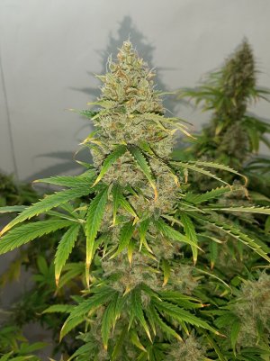 20230513_110228.jpg 20230513_110228.jpg