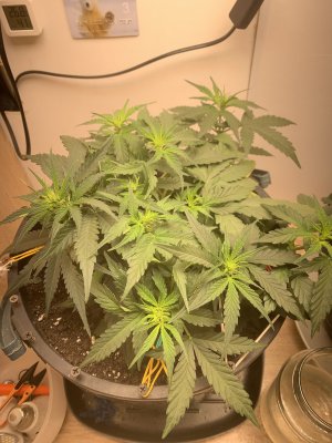 IMG_0984.jpeg IMG_0984.jpeg