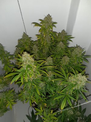 20230514_101604.jpg 20230514_101604.jpg