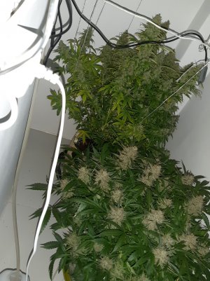 20230514_101519.jpg 20230514_101519.jpg