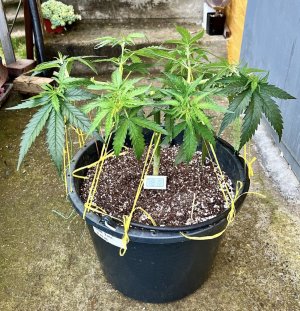 FC0D6F04-4513-4359-BDF2-FD470CFF5CD8.jpeg FC0D6F04-4513-4359-BDF2-FD470CFF5CD8.jpeg