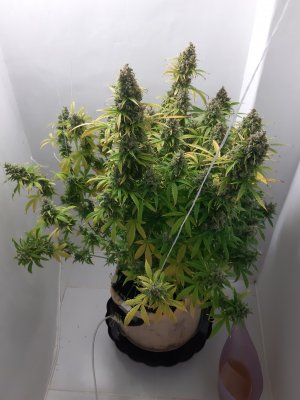 20230515_170020.jpg 20230515_170020.jpg