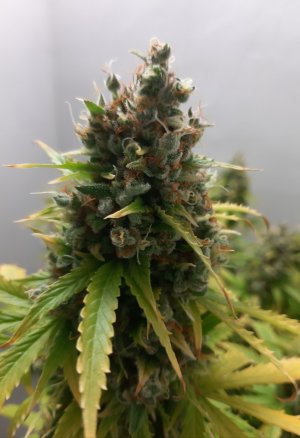 20230515_165853.jpg 20230515_165853.jpg