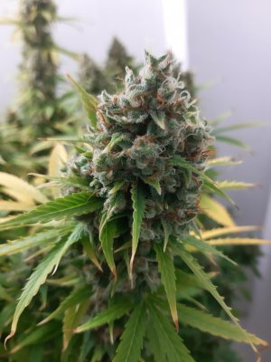 20230515_165951.jpg 20230515_165951.jpg