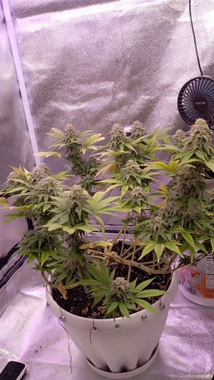 IMG_20230515_223122.jpg IMG_20230515_223122.jpg