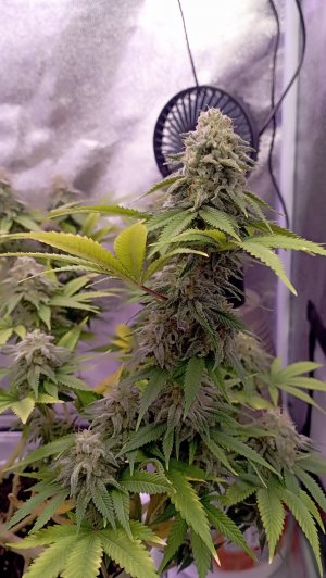 IMG_20230515_223135.jpg IMG_20230515_223135.jpg