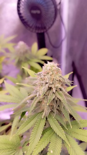 IMG_20230515_223146.jpg IMG_20230515_223146.jpg