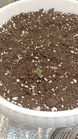 IMG_20230515_063924.jpg IMG_20230515_063924.jpg