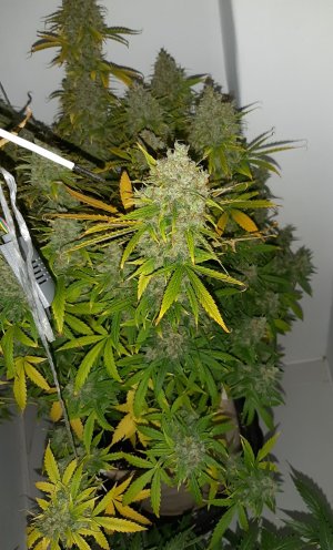 20230516_175805.jpg 20230516_175805.jpg