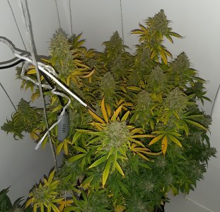 20230516_181317.jpg 20230516_181317.jpg