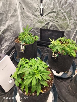 IMG_20230516_183103.jpg IMG_20230516_183103.jpg