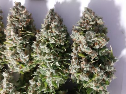 20230517_154624.jpg 20230517_154624.jpg