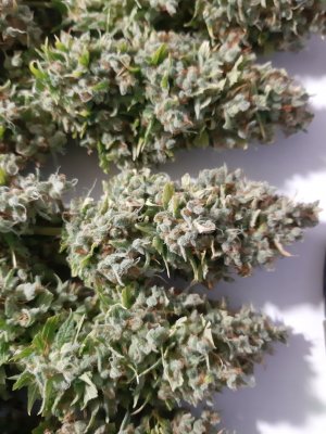 20230517_154833.jpg 20230517_154833.jpg