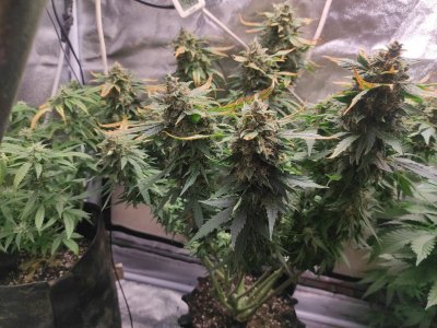 2023-05-18-17-00-18-908.jpg 2023-05-18-17-00-18-908.jpg