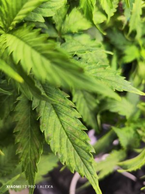 IMG_20230523_181049.jpg IMG_20230523_181049.jpg