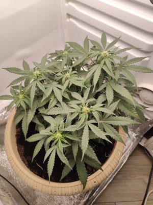 IMG20230524080130.jpg IMG20230524080130.jpg