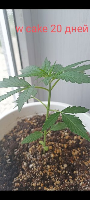 Screenshot_2023-05-24-13-05-49-594_ru.yandex.disk.jpg Screenshot_2023-05-24-13-05-49-594_ru.yandex.disk.jpg