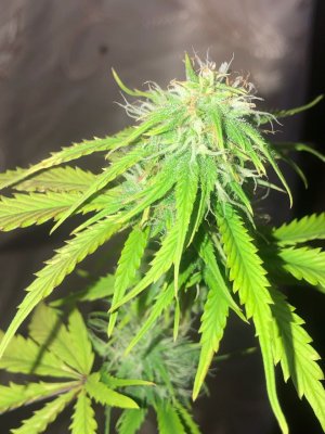 D62B8054-F934-4657-9782-F184CF887DD0.jpeg D62B8054-F934-4657-9782-F184CF887DD0.jpeg