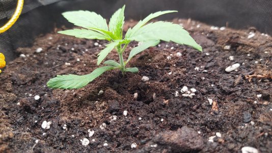 IMG_20230524_193902.jpg IMG_20230524_193902.jpg