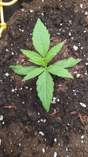 IMG_20230524_193854.jpg IMG_20230524_193854.jpg