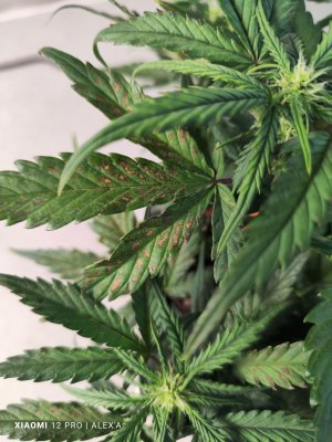 IMG_20230525_181514.jpg IMG_20230525_181514.jpg