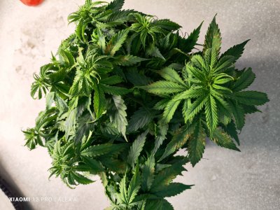 IMG_20230525_181827.jpg IMG_20230525_181827.jpg