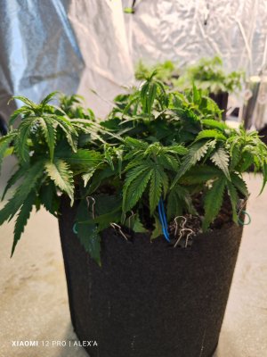 IMG_20230525_181834.jpg IMG_20230525_181834.jpg